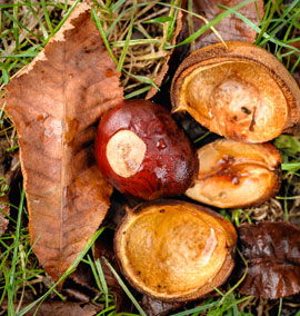 Aesculus Hippocastanum Fruit