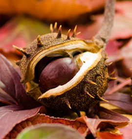 chestnut purchase